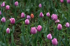 pink tulips on a flowerbed in a park close-up