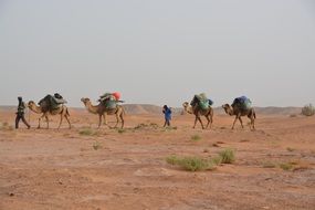 camel caravan with tourists in the desert