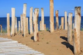 Wood Beach Sea