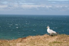 France Seagull Ocean Sky Coast