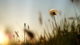 Summer Dandelion