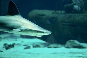 Shark in the Hai Sea Water