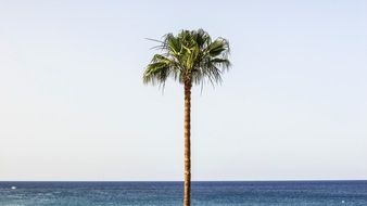 fascinating Palm