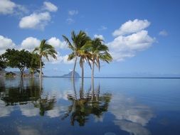 pool with palms in Mauritius