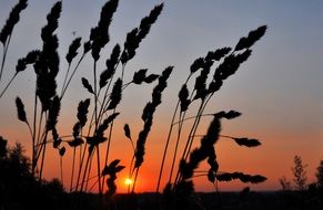 west grass in the sunset