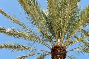 closeup picture of palm tree is a tropical tree