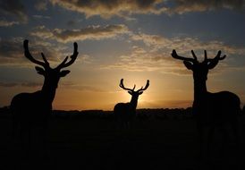 silhouettes of deer with horns on sunset background
