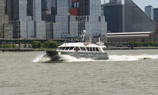 Bat in the water of New York