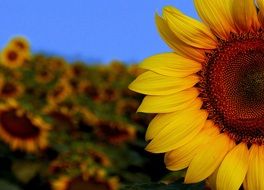 half a yellow sunflower bud among other sunflowers on the field