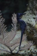 seahorse as an inhabitant of the underwater world