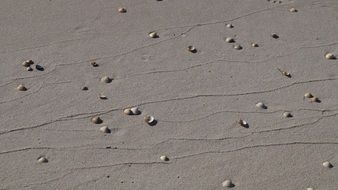 lot of shells on the wet sand on the beach