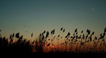 silhouettes of high reeds at sunset