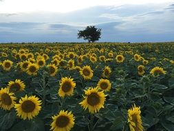 Field Sunflower