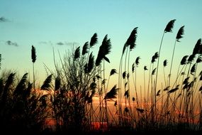 reed on sunset background