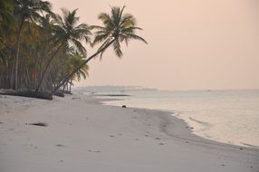 palms on Beach at Sunset, India, Lakshadweep