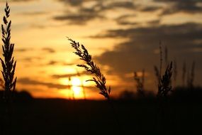 grass in the sunset