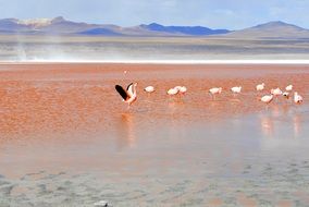 many flamingos in the red lagoon