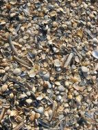 small Mussels Beach