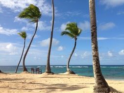 Caribbean Palm exotic Trees