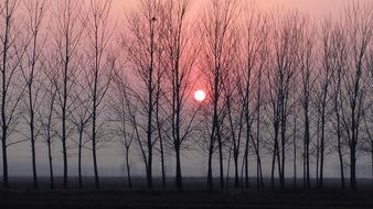 Landscape of woods at the red sunset and trees on horizon