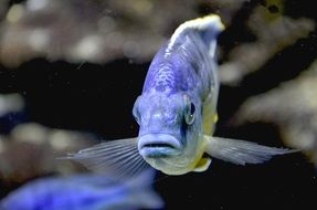Blue Fish in a water