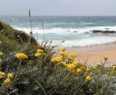 yellow flowers on the beach