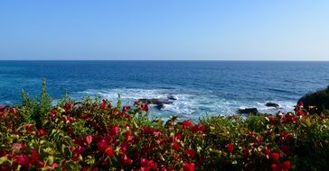 A lot of the colorful flowers on the coastline