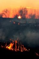 fire disaster in the forest