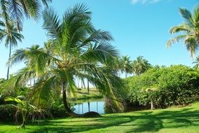 Brazilwood Costa Da Sauipe with the beautiful plants