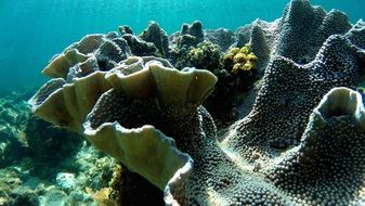 scenic colorful Corals underwater, maldives