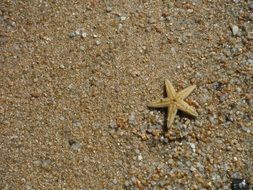 starfish on the beach in sardinia