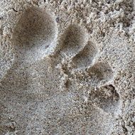 the imprint of the feet on the sand