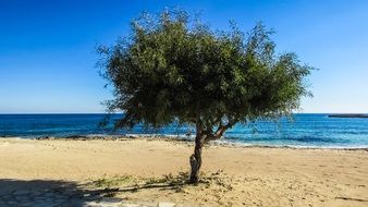 beach tree on the beach in Ayia Napa