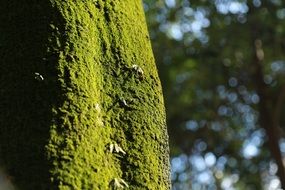 green moss tree
