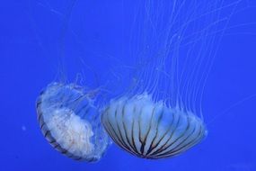 fascinating Jellyfish