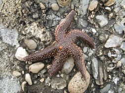 starfish on a stone beach