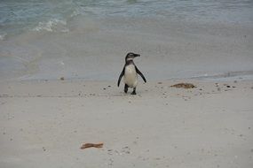 South Africa Penguin