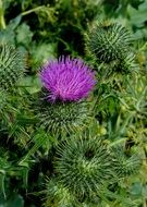Thistle flower