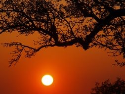 tree in the rays of orange sunset