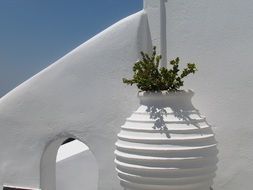 decorative green plant in a white pot
