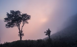 trees on a hill in vietnam