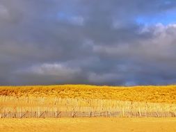 Atlantic beach dune coast under the cloudy sky