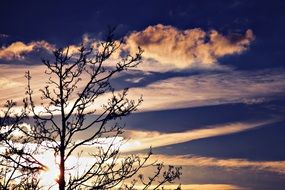 tree against the sky with clouds at dusk