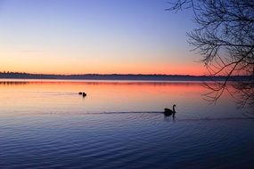 swans on a lake under a pink sky