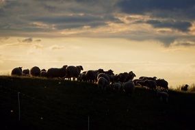 flock of sheep on a hillside against the morning sun