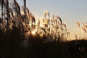 tall reeds at dusk
