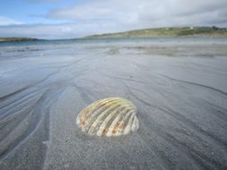 Closeup Picture of Shell on a Sand Beach