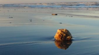 rapana shell on an empty beach