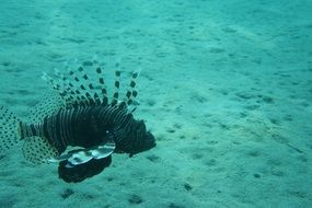 pterois in the waters of the red sea