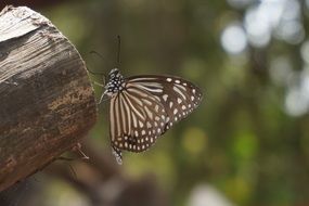 charming Butterfly Vietnam